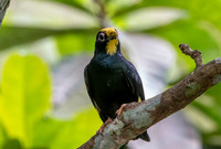 Golden crested myna