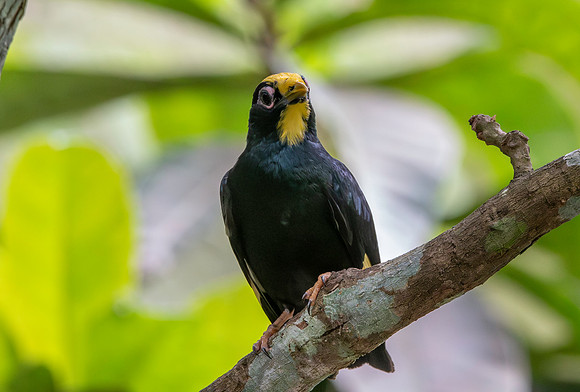 Golden crested myna