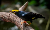 Golden crested myna