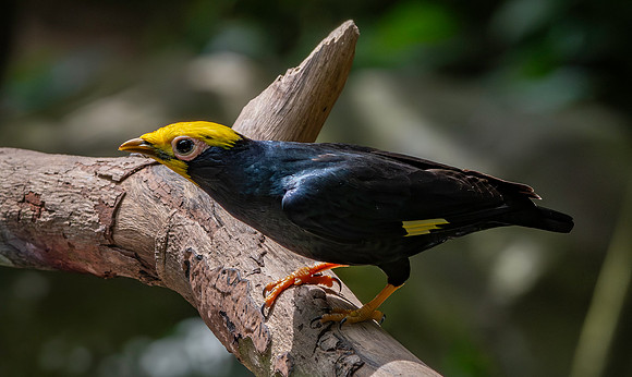 Golden crested myna