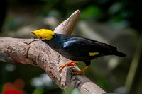 Golden crested myna