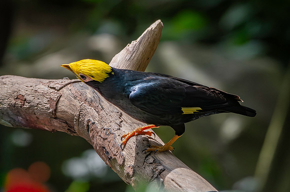 Golden crested myna