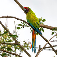 Great green macaw
