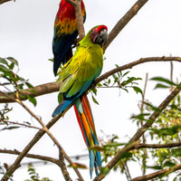 Great green macaw