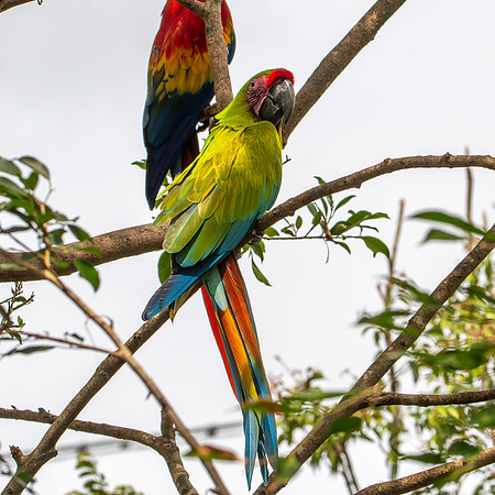 Great green macaw