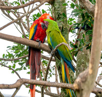 Great green macaw
