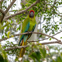 Great green macaw