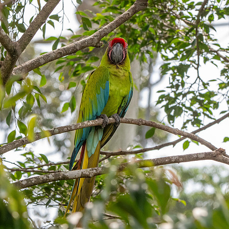 Great green macaw