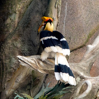Great Indian hornbill