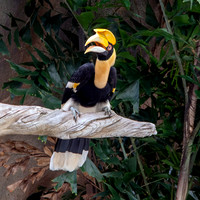 Great Indian hornbill