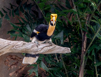 Great Indian hornbill