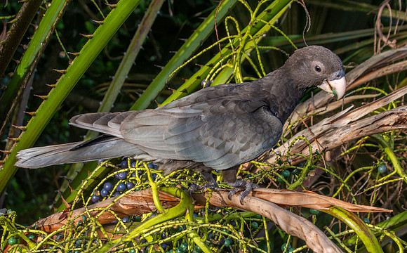 Greater vasa parrot