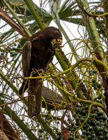 Greater vasa parrot