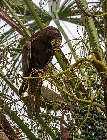 Greater vasa parrot