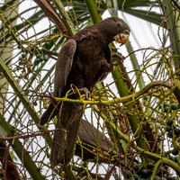 Greater vasa parrot