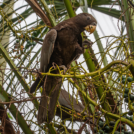 Greater vasa parrot