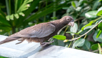 Greater vasa parrot