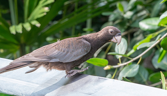 Greater vasa parrot