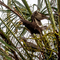 Greater vasa parrot