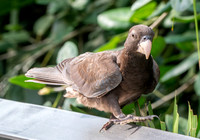 Greater vasa parrot