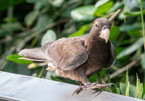 Greater vasa parrot