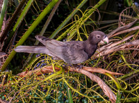 Greater vasa parrot