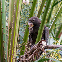 Greater vasa parrot