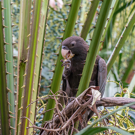 Greater vasa parrot