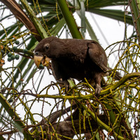 Greater vasa parrot