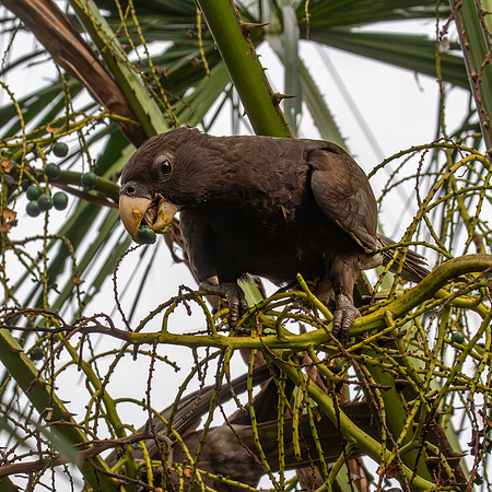 Greater vasa parrot