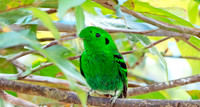 Green broadbill