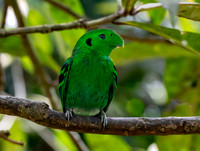 Green broadbill