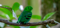 Green broadbill