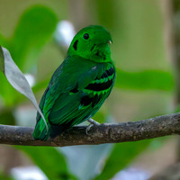 Green broadbill