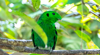Green broadbill