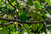 Green broadbill