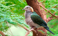 Green Imperial pigeon