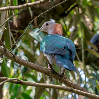 Green Imperial pigeon