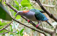Green Imperial pigeon