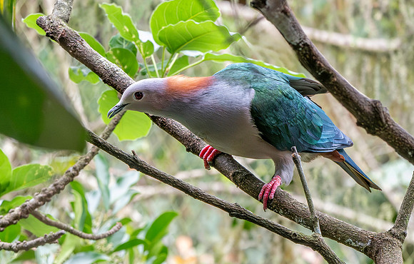 Green Imperial pigeon