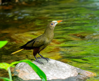 Green oropendola