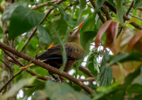 Green oropendola