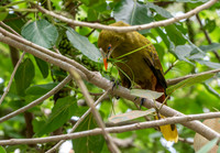 Green oropendola