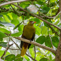 Green oropendola