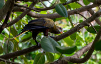 Green oropendola