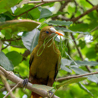 Green oropendola