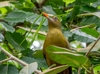 Green oropendola