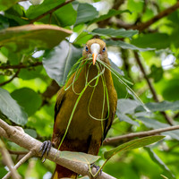 Green oropendola