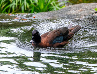 Hartlaub's duck