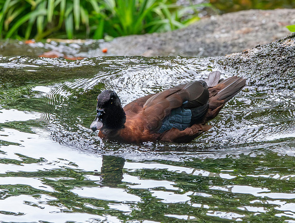 Hartlaub's duck